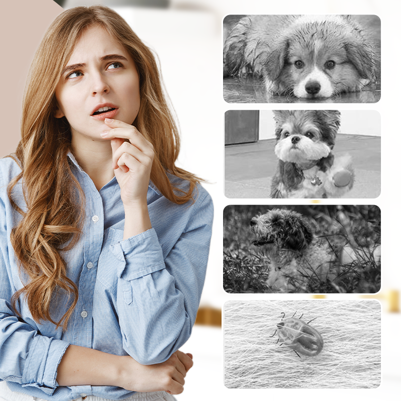 🐕Kültéri porálló nadrág kutyáknak🐾