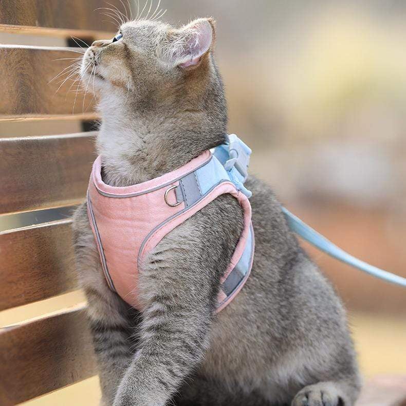 😺🐶Macska hám és póráz🐾