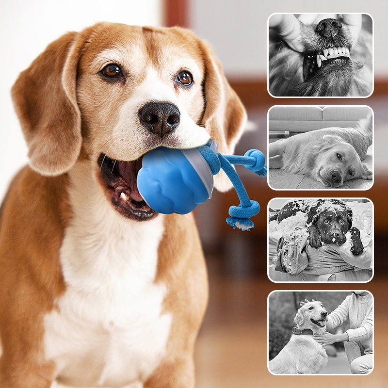 🐶Interaktív, nyugtató játék labda háziállatoknak